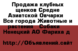 Продажа клубных щенков Средне Азиатской Овчарки - Все города Животные и растения » Собаки   . Ненецкий АО,Фариха д.